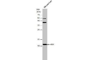 WB Image Mouse tissue extract (50 μg) was separated by 15% SDS-PAGE, and the membrane was blotted with DDT antibody [N1C3] , diluted at 1:500.