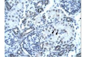 Image no. 1 for anti-Paired Box Gene 2a (PAX2A) (AA 174-223) antibody (ABIN202997) (PAX2A antibody  (AA 174-223))