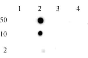 Histone H2BK5me1 (pAb) tested by dot blot analysis. (Histone H2B antibody  (meLys5))