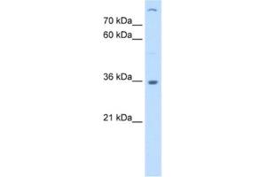 Western Blotting (WB) image for anti-Lectin, Mannose-Binding 2 (LMAN2) antibody (ABIN2463010) (LMAN2 antibody)
