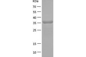 Western Blotting (WB) image for Peptidylprolyl Isomerase D (PPID) (AA 1-370) protein (His tag) (ABIN7124350) (PPID Protein (AA 1-370) (His tag))