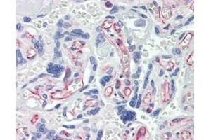 IHC Analysis: Human placenta tissue stained with Caspase-7, mAb (7-1-11) at 10 μg/mL. (Caspase 7 antibody)