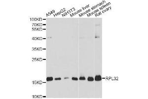 Western blot analysis of extracts of various cell lines, using RPL32 antibody. (RPL32 antibody  (AA 1-135))