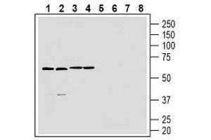 Western blot analysis of rat brain membranes (lanes 1 and 5), mouse brain lysate (lanes 2 and 6), rat spleen lysate (lanes 3 and 7) and mouse spleen membranes (lanes 4 and 8): - 1-4. (GPR174 antibody  (2nd Extracellular Loop))