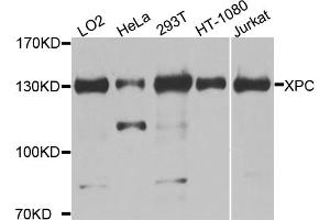 Western blot analysis of extracts of various cell lines, using XPC antibody (ABIN5974562) at 1/1000 dilution. (XPC antibody)