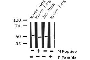 Western blot analysis of Phospho-AML1 (Ser276) expression in various lysates (RUNX1 antibody  (pSer276))