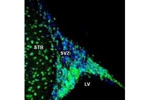 Expression of NPY1R in rat striatum and subventricular zone (SVZ)Immunohistochemical staining of perfusion-fixed frozen rat brain sections with Anti-NPY1R (extracellular) Antibody (ABIN7043372, ABIN7044674 and ABIN7044675), (1:200), followed by goat anti-rabbit-AlexaFluor-488. (Neuropeptide Y Receptor Y1 (NPY1R) Peptide)