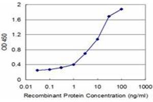 Detection limit for recombinant GST tagged SFN is approximately 0. (14-3-3 sigma/SFN antibody  (AA 1-248))