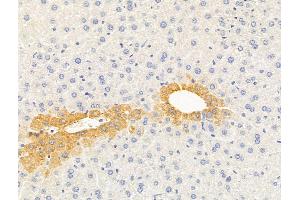 ABIN6264307 and ABIN6279666 at 1/100 staining Mouse liver tissue by IHC-P.