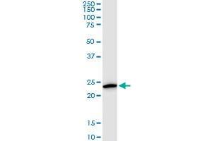 Kallikrein 10 antibody  (AA 167-276)