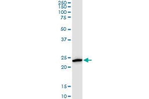 Kallikrein 10 antibody  (AA 167-276)