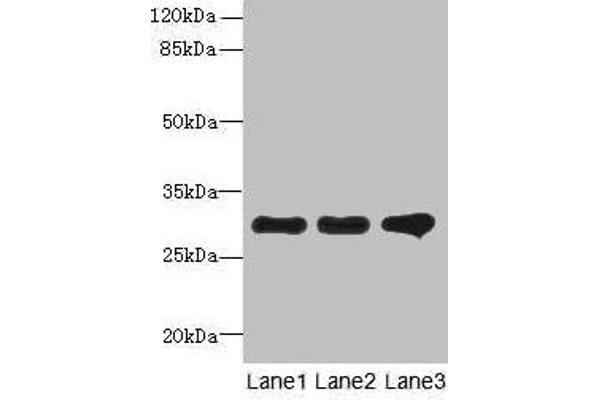 FAM82B antibody  (AA 13-314)