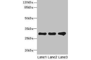 Western blot All lanes: RMDN1 antibody at 0. (FAM82B antibody  (AA 13-314))