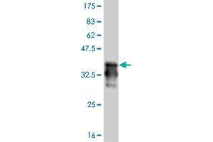 Western Blot detection against Immunogen (37. (HEY1 antibody  (AA 181-288))