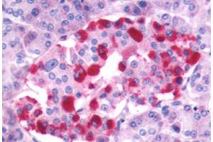 Anti-GRPR antibody  ABIN1048947 IHC staining of human pancreas, islet of Langerhans. (GRPR antibody  (Extracellular Domain))