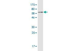 Western Blot detection against Immunogen (65. (SMPD1 antibody  (AA 1-364))