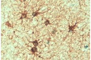 ABIN185730 (2 µg/mL) staining of paraffin embedded Human Cerebellum. (GFAP antibody  (C-Term))