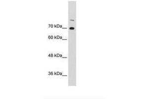 Image no. 3 for anti-Interleukin enhancer-binding factor 3 (ILF3) (AA 23-72) antibody (ABIN6736293) (Interleukin enhancer-binding factor 3 (ILF3) (AA 23-72) antibody)