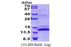 SDS-PAGE (SDS) image for COX Assembly Mitochondrial Protein 1 Homolog (CMC1) (AA 1-106) protein (His tag) (ABIN5853157) (CMC1 Protein (AA 1-106) (His tag))
