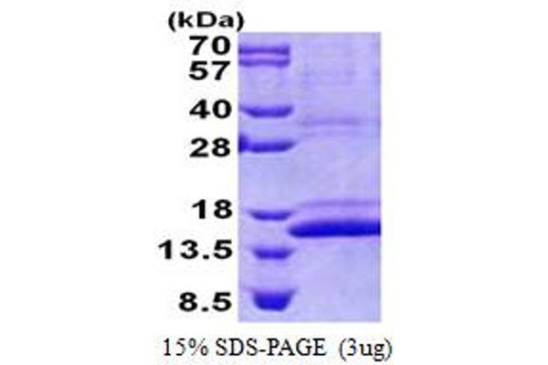 CMC1 Protein (AA 1-106) (His tag)