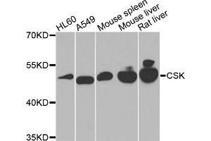 Western blot analysis of extracts of various cell lines, using CSK antibody. (CSK antibody)