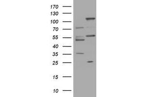 Image no. 1 for anti-Trafficking Protein Particle Complex 4 (TRAPPC4) antibody (ABIN1501268) (TRAPPC4 antibody)