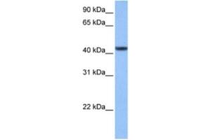 Western Blotting (WB) image for anti-Chromosome 8 Open Reading Frame 34 (C8orf34) antibody (ABIN2463522) (C8orf34 antibody)