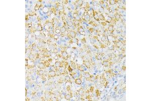 Immunohistochemistry of paraffin-embedded rat ovary using USP33 antibody (ABIN7271157) at dilution of 1:100 (40x lens). (USP33 antibody  (AA 290-400))