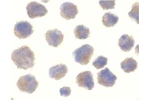 Image no. 2 for anti-Beta-secretase 1 (BACE1) (C-Term) antibody (ABIN204488) (BACE1 antibody  (C-Term))