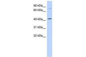 Image no. 1 for anti-Chromosome 1 Open Reading Frame 177 (C1ORF177) (AA 251-300) antibody (ABIN6741217) (C1orf177 antibody  (AA 251-300))