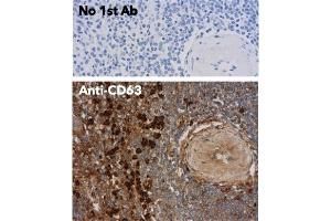 Immunohistochemistry (IHC) image for anti-CD63 (CD63) (AA 120-175) antibody (ABIN1440014)