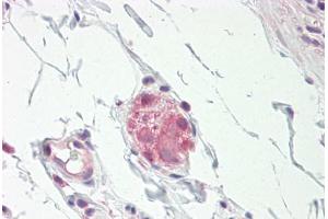 Image no. 1 for anti-Nitric Oxide Synthase 1, Neuronal (NOS1) (N-Term) antibody (ABIN1495363) (NOS1 antibody  (N-Term))