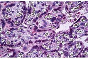 Human Placenta: Formalin-Fixed, Paraffin-Embedded (FFPE) (IRX2 antibody  (AA 231-280))