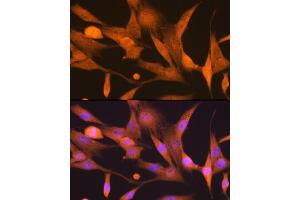 Immunofluorescence analysis of NIH-3T3 cells using ISG15 Rabbit mAb (ABIN7268023) at dilution of 1:100 (40x lens). (ISG15 antibody)