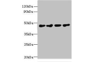 Western blot All lanes: PRMT6 antibody at 0. (PRMT6 antibody  (AA 119-375))