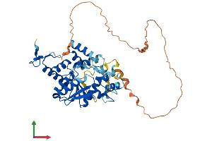 AlphaFold protein structure predicition of Mouse Recombinant Ctu1 Protein, UniprotID Q99J10 (ATPBD3 Protein (AA 1-420) (His tag))