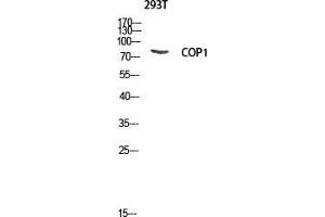 Western Blot (WB) analysis of 293T lysis using COP1 antibody.