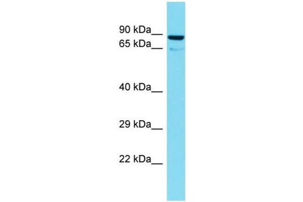 TTLL10 antibody  (N-Term)