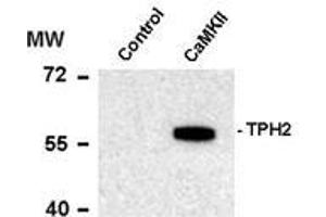 Western blots of recombinant tryptophan hydroxylase incubated in the absence (Control) and presence of Ca2+/calmodulin dependent kinase II (CaMKII) showing specific immunolabeling of the ~55k tryptophan hydroxylase protein phosphorylated at Ser19.