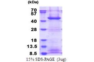 SDS-PAGE (SDS) image for F-Box Protein 2 (FBXO2) (AA 1-296) protein (His tag) (ABIN5853798) (FBXO2 Protein (AA 1-296) (His tag))