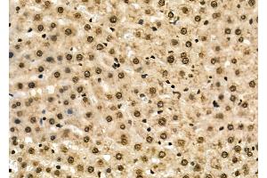 ABIN6262340 and ABIN6278672 at 1/100 staining Mouse pancreatic tissue by IHC-P.