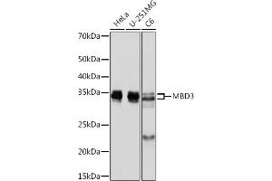 MBD3 antibody