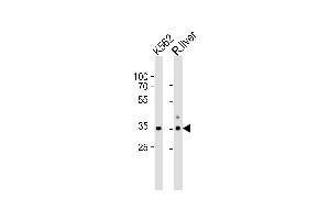 Western blot analysis of lysates from K562 cell line and rat liver tissue lysate(from left to right), using ATP1B2 Antibody (Center) (ABIN653219 and ABIN2842755). (ATP1B2 antibody  (AA 115-141))