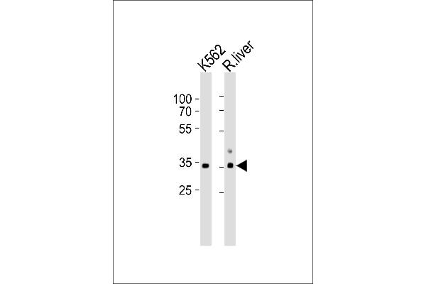 ATP1B2 Antikörper  (AA 115-141)