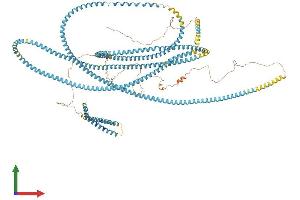 AlphaFold protein structure predicition of Mouse Recombinant Sfi1 Protein, UniprotID Q3UZY0