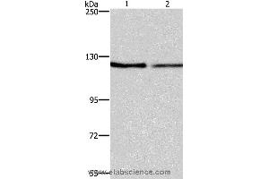 Western blot analysis of NIH/3T3 and LoVo cell, using ATP2A1 Polyclonal Antibody at dilution of 1:500 (ATP2A1/SERCA1 antibody)