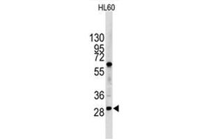 Image no. 1 for anti-Lin-28 Homolog B (LIN28B) (N-Term) antibody (ABIN357011) (LIN28B antibody  (N-Term))