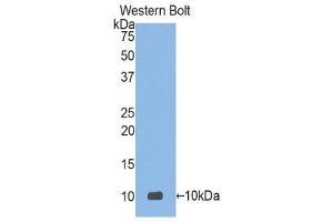 Western Blotting (WB) image for anti-Defensin, alpha 3, Neutrophil-Specific (DEFa3) (AA 21-94) antibody (ABIN1176234) (DEFa3 antibody  (AA 21-94))