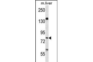 BRSK1 antibody  (C-Term)