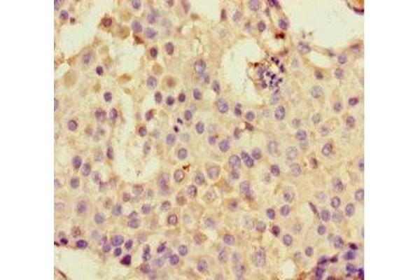 DHX33 antibody  (AA 116-357)